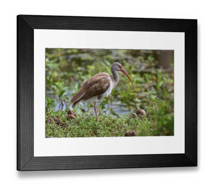 Framed Print : A bird with a long beak stands in a green Framed Print : A bird with a long beak stands in a green