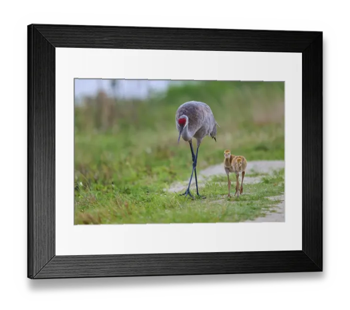 Framed Print : A crane with two chicks in a green landscape Framed Print : A crane with two chicks in a green landscape