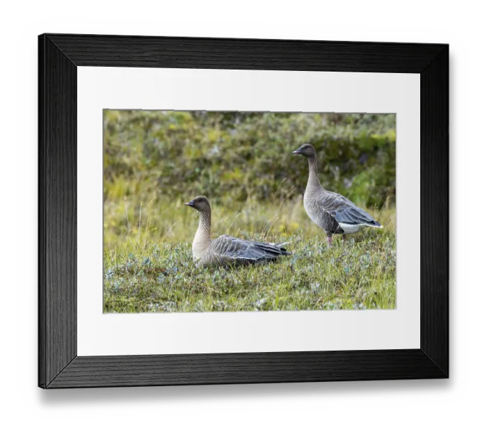 Framed Print : Short-billed goose, Anser brachyrhynchus
