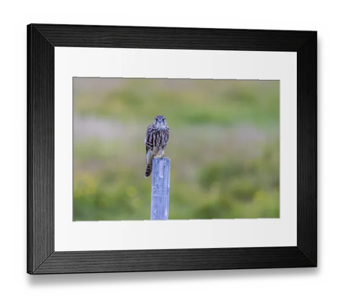 Framed Print : Merlin, Falco columbarius, female Framed Print : Merlin, Falco columbarius, female