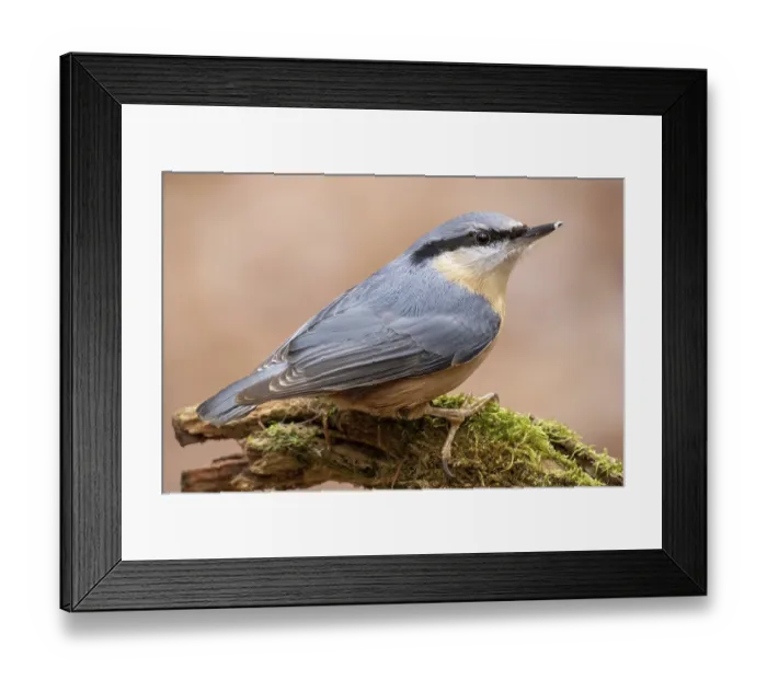 Framed Print : Nuthatch, Sitta europaea Framed Print : Nuthatch, Sitta europaea