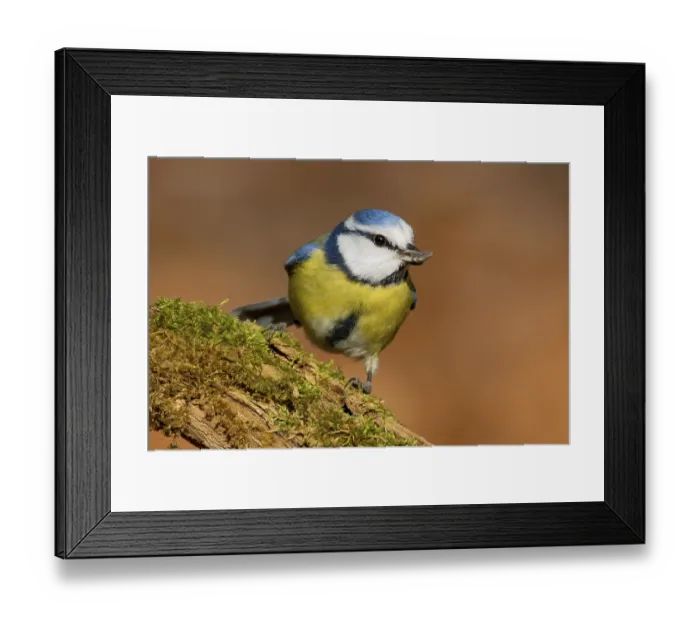 Framed Print : Blue tit, Cyanistes caeruleus, Parus caeruleus Framed Print : Blue tit, Cyanistes caeruleus, Parus caeruleus