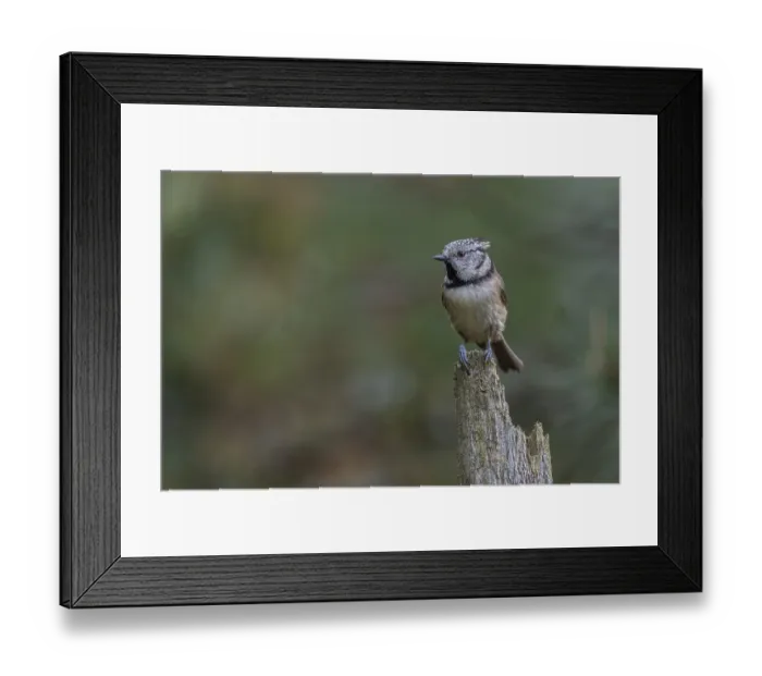 Framed Print : The crested tit (Lophophanes Scalloped ribbonfish) likes to perch on free-standing