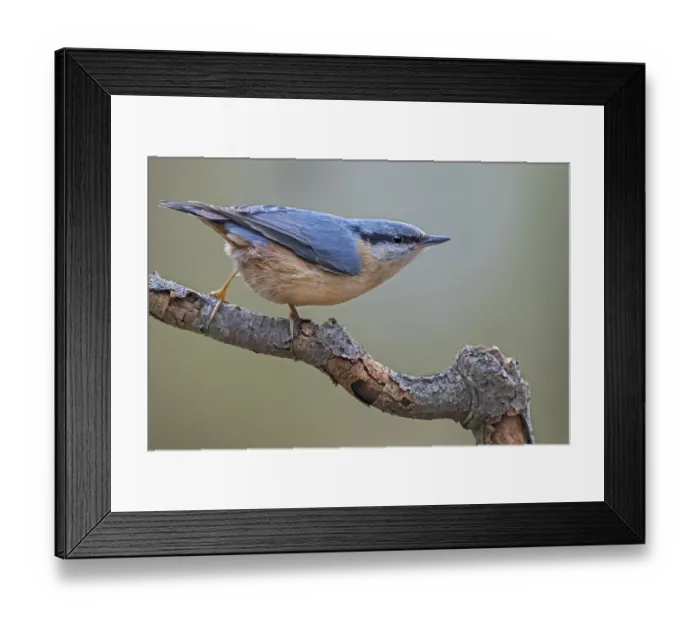 Framed Print : If something attracts the attention of the nuthatch (Sitta europaea)