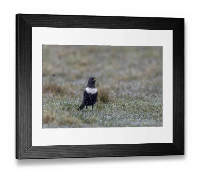 Framed Print : A ring ouzel (Turdus torquatus) searches for food in a meadow