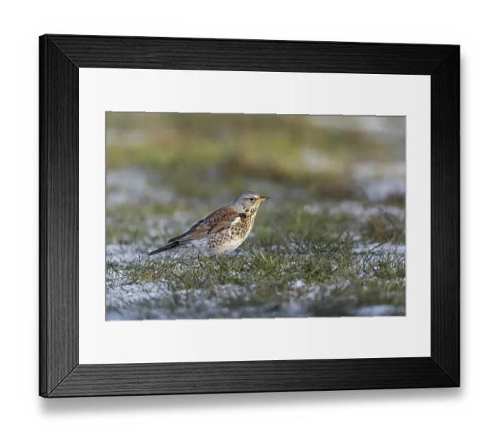 Framed Print : The juniper thrush (Turdus pilaris) likes to search for food on the ground