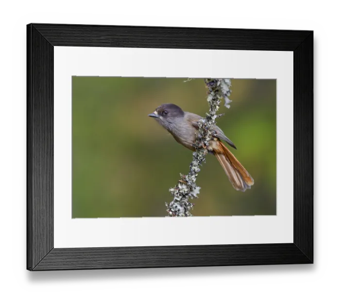 Framed Print : Lesser spotted jay (Perisoreus infaustus) in Sweden Framed Print : Lesser spotted jay (Perisoreus infaustus) in Sweden