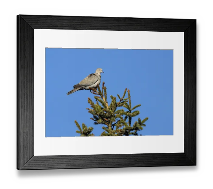 Framed Print : For a brief moment, the Eurasian collared dove (Streptopelia decaocto) sits on the top of a spruce tree
