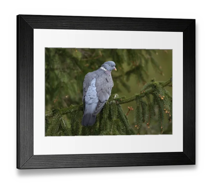 Framed Print : Wood pigeon (Columba palumbus) resting on the branch of a spruce tree