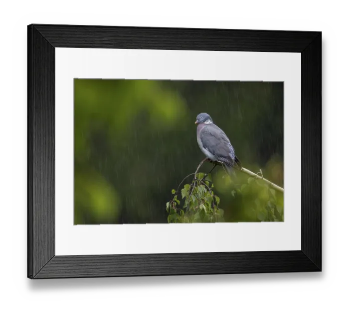Framed Print : The wood pigeon (Columba palumbus) waits stoically for the rain to stop
