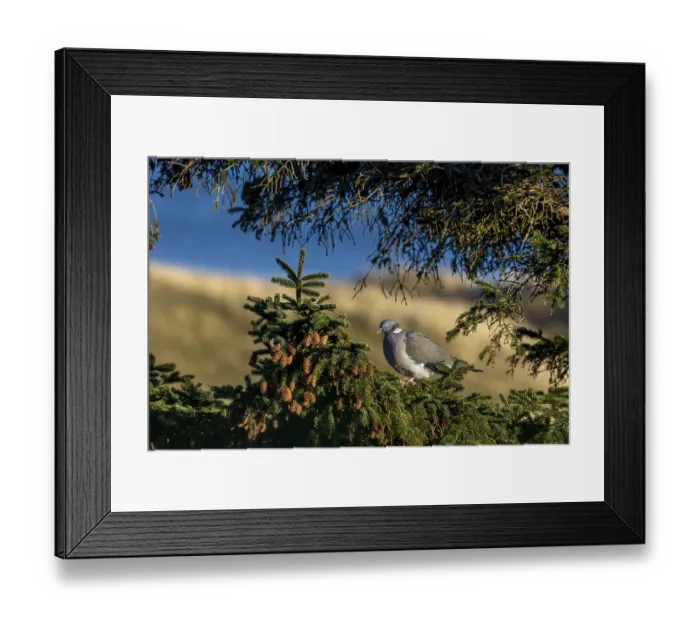Framed Print : A wood pigeon (Columba palumbus) sits in the evening sun on the branch of a spruce tree Framed Print : A wood pigeon (Columba palumbus) sits in the evening sun on the branch of a spruce tree
