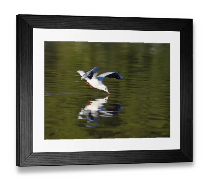 Framed Print : A black-headed gull just in front of diving into water Framed Print : A black-headed gull just in front of diving into water