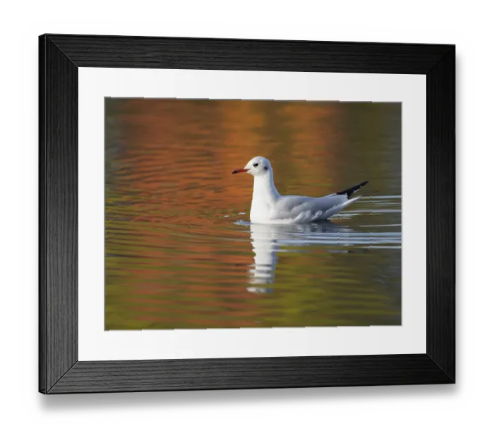 Framed Print : A black-headed gull reflected in water Framed Print : A black-headed gull reflected in water