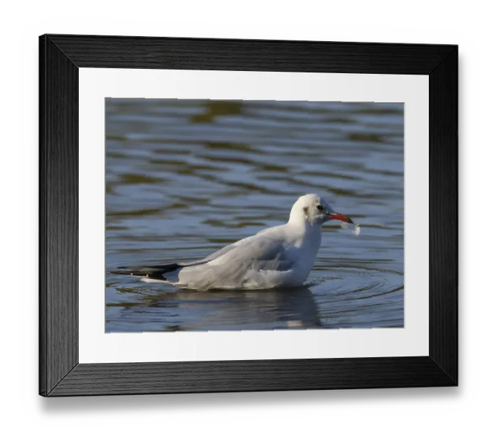 Framed Print : A black-headed gull with a feather in its beak Framed Print : A black-headed gull with a feather in its beak