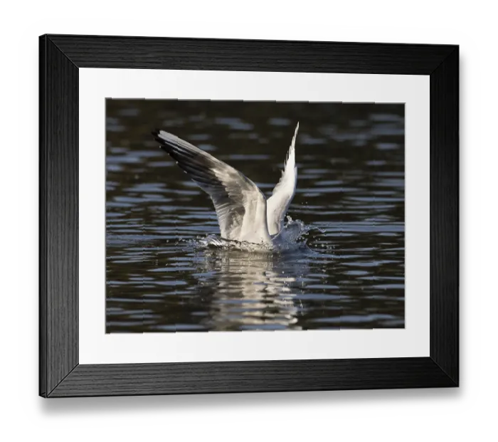 Framed Print : A black-headed gull dives into water Framed Print : A black-headed gull dives into water