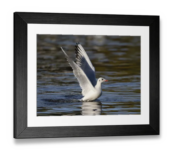 Framed Print : A black-headed gull taking off Framed Print : A black-headed gull taking off