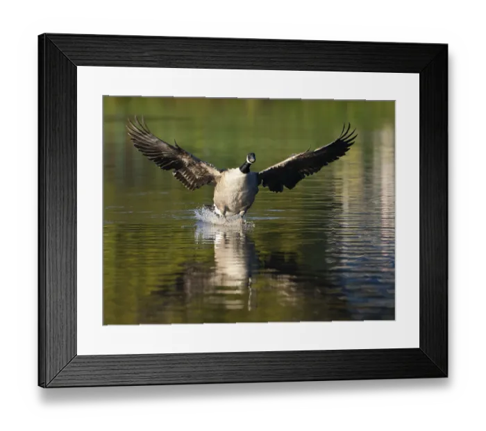 Framed Print : A Canada goose landing, Umminger See