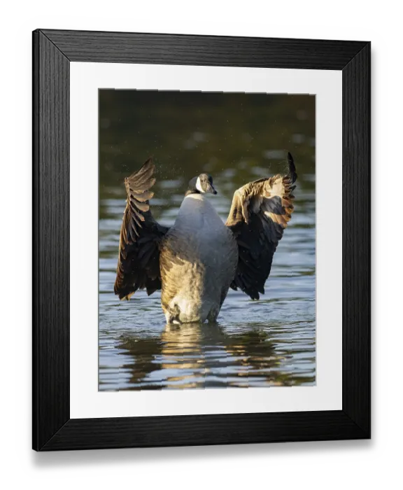 Framed Print : A Canada goose beats with its wings Framed Print : A Canada goose beats with its wings
