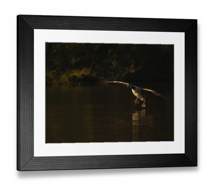 Framed Print : A Canada goose landing at sunset Framed Print : A Canada goose landing at sunset