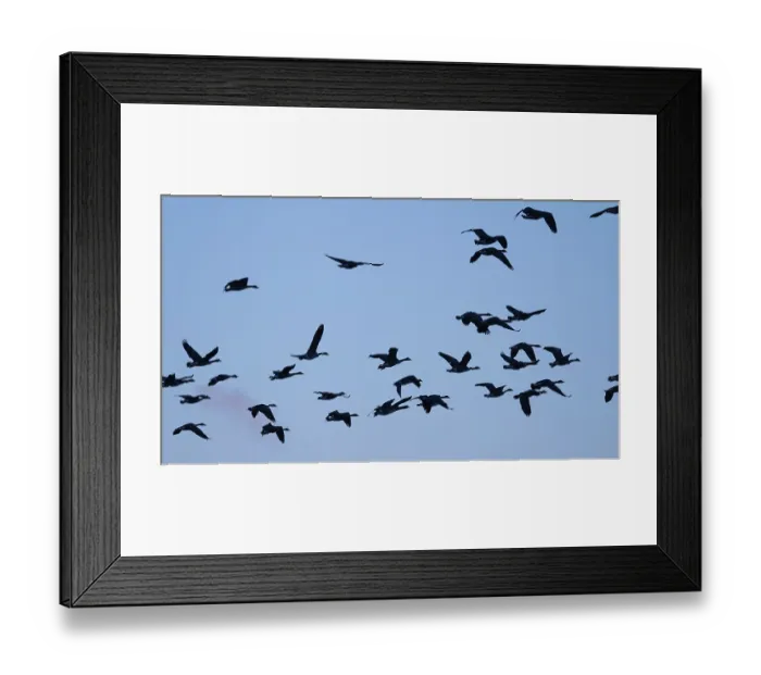 Framed Print : Canada geese in blue sky, Umminger See