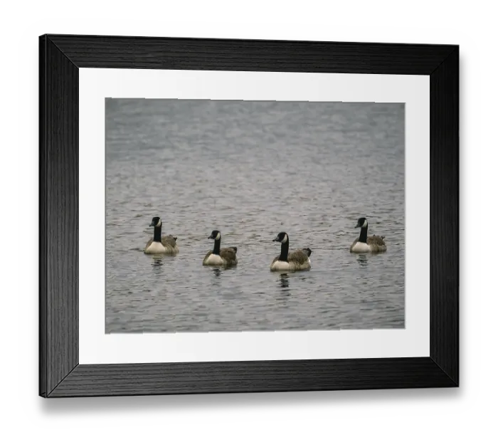 Framed Print : Canada Geese, Umminger See Framed Print : Canada Geese, Umminger See