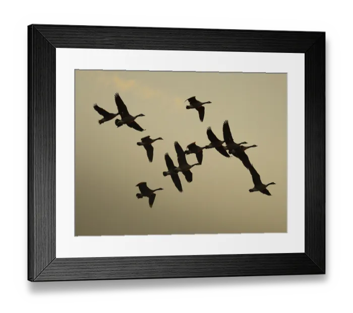Framed Print : Canada geese at sunset, Umminger See Framed Print : Canada geese at sunset, Umminger See