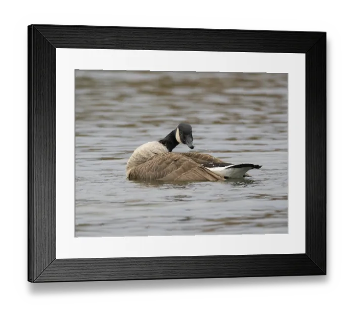 Framed Print : A Canada goose bathing A Canada goose