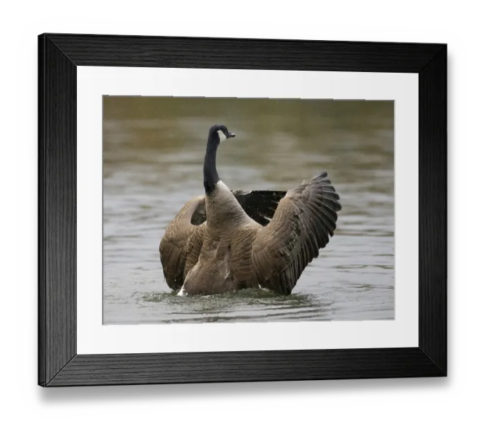 Framed Print : A Canada goose flaps its wings after plumage care