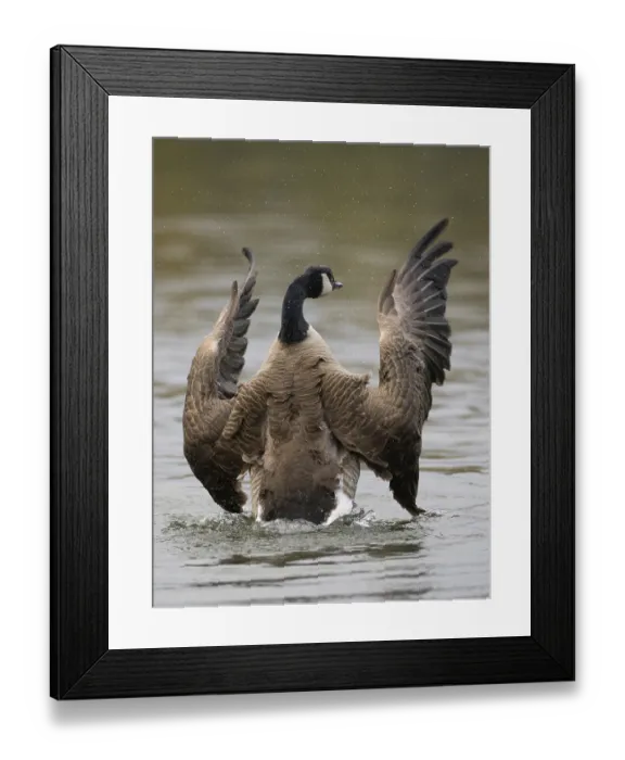 Framed Print : A Canada goose flaps its wings after plumage care Framed Print : A Canada goose flaps its wings after plumage care