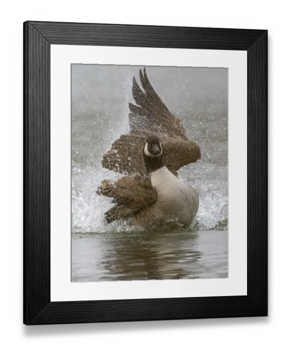 Framed Print : A Canada goose bathing, Umminger See Framed Print : A Canada goose bathing, Umminger See
