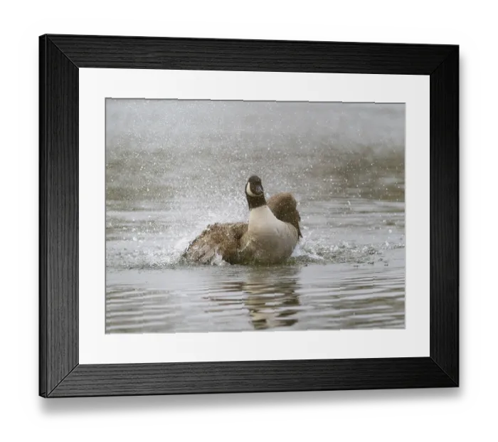 Framed Print : A Canada goose bathing, Umminger See