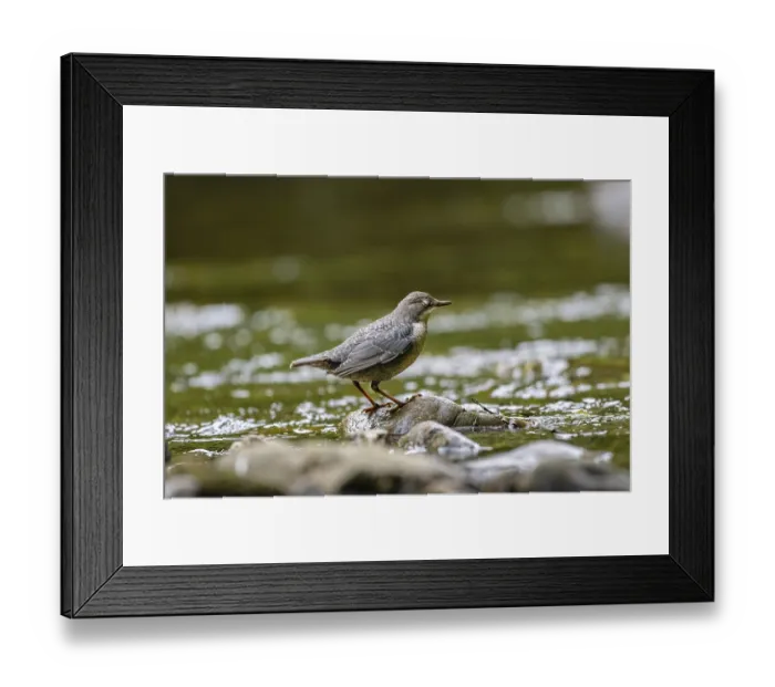 Framed Print : A dipper sits in a stream, Honnetal
