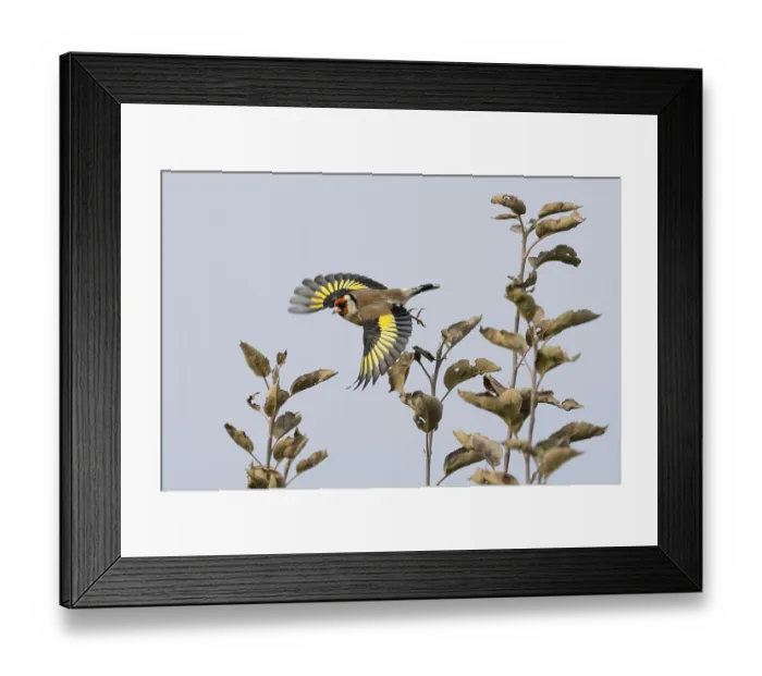 Framed Print : Goldfinch (Carduelis carduelis) with outstretched wings flying between bare branches against a bright sky