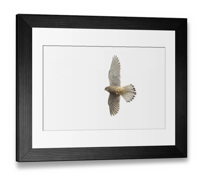 Framed Print : Kestrel (Falco tinnunculus) in flight with outstretched wings against a bright sky Framed Print : Kestrel (Falco tinnunculus) in flight with outstretched wings against a bright sky