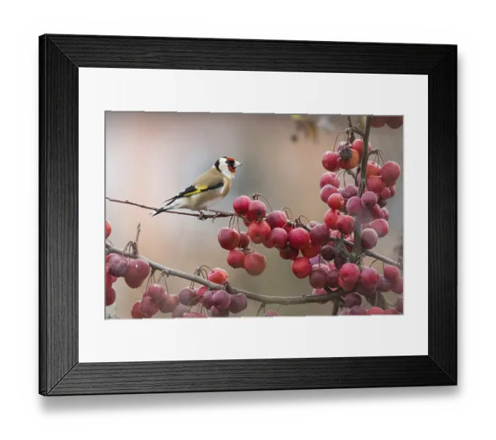 Framed Print : A goldfinch (Carduelis carduelis) sitting on a branch full of ripe