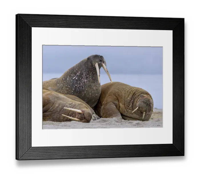 Framed Print : Atlantic walruses (Odobenus rosmarus)