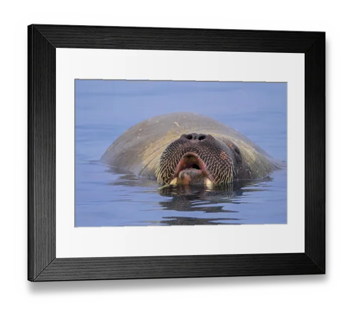 Framed Print : Walrus (Odobenus rosmarus)