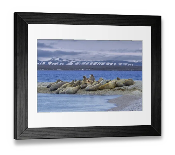Framed Print : Atlantic walruses (Odobenus rosmarus) colony resting at terrestrial haulout