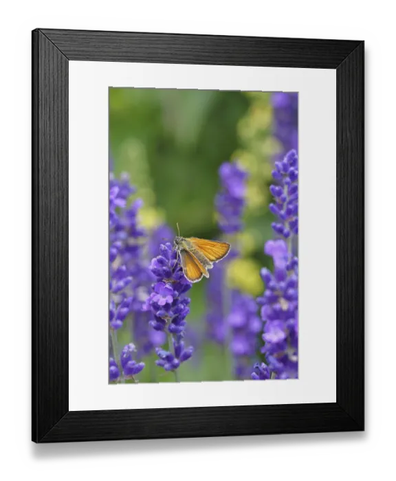 Framed Print : Large skipper (Ochlodes venatus)