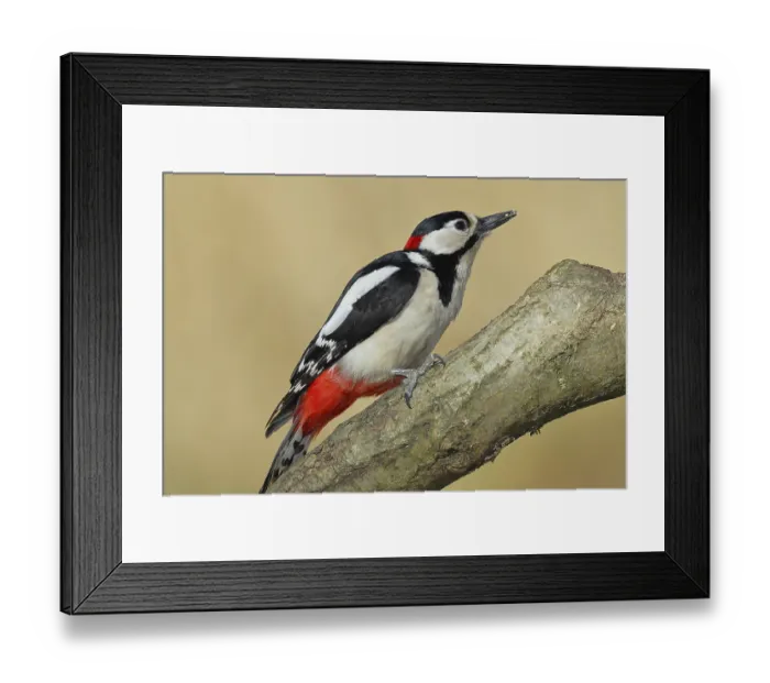 Framed Print : Great spotted woodpecker (Dendrocopos major)