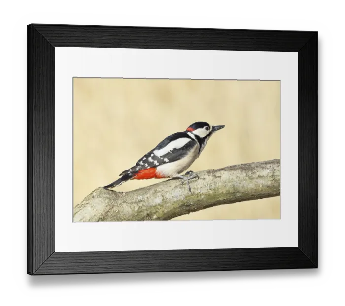 Framed Print : Great spotted woodpecker (Dendrocopos major)