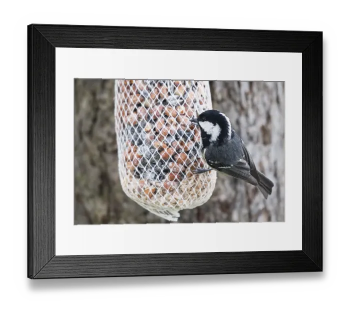 Framed Print : Fir tit (Periparus ater) at the feeder