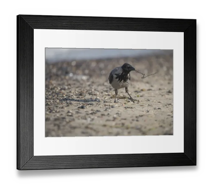 Framed Print : Hooded Crow (Corvus cornix), with nesting material on the Baltic Sea beach Framed Print : Hooded Crow (Corvus cornix), with nesting material on the Baltic Sea beach
