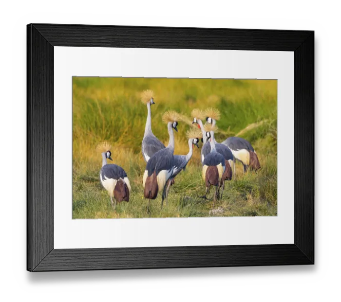 Framed Print : Crowned Crane (Balearica regulorum) courtship behavier South Luangwa NP Zambia August