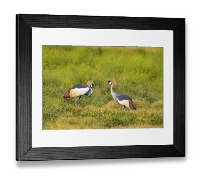 Framed Print : Crowned Crane (Balearica regulorum) courtship behavier South Luangwa NP Zambia August
