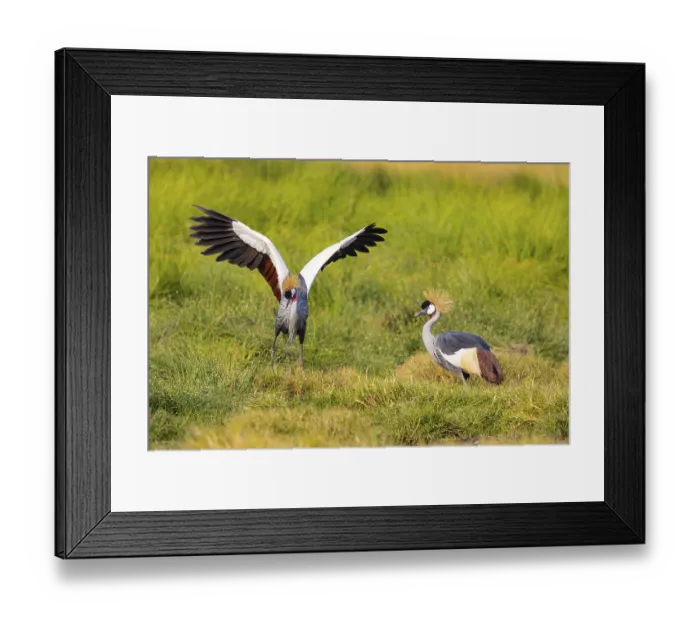 Framed Print : Crowned Crane (Balearica regulorum) courtship behavier South Luangwa NP Zambia August