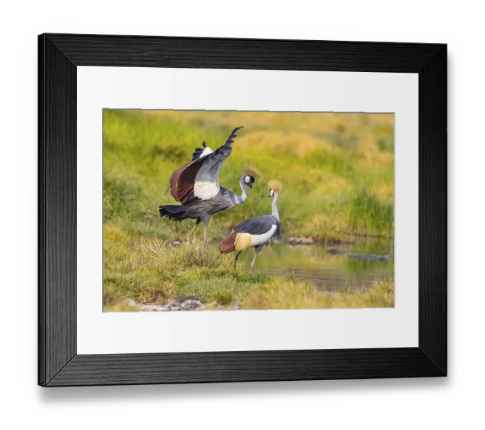Framed Print : Crowned Crane (Balearica regulorum) courtship behavier South Luangwa NP Zambia August