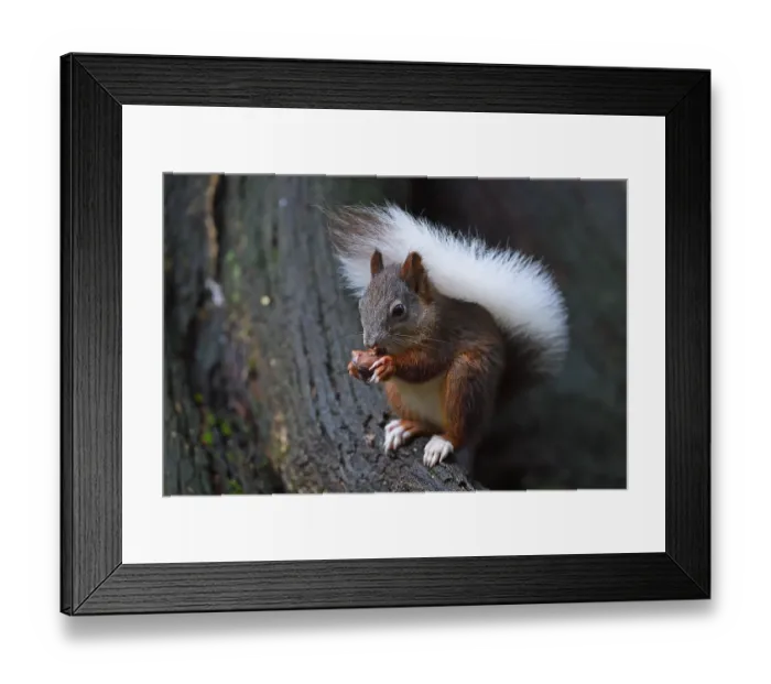 Framed Print : Squirrel (Sciurus vulgaris), with white tail