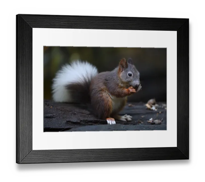 Framed Print : Squirrel (Sciurus vulgaris), with white tail Framed Print : Squirrel (Sciurus vulgaris), with white tail