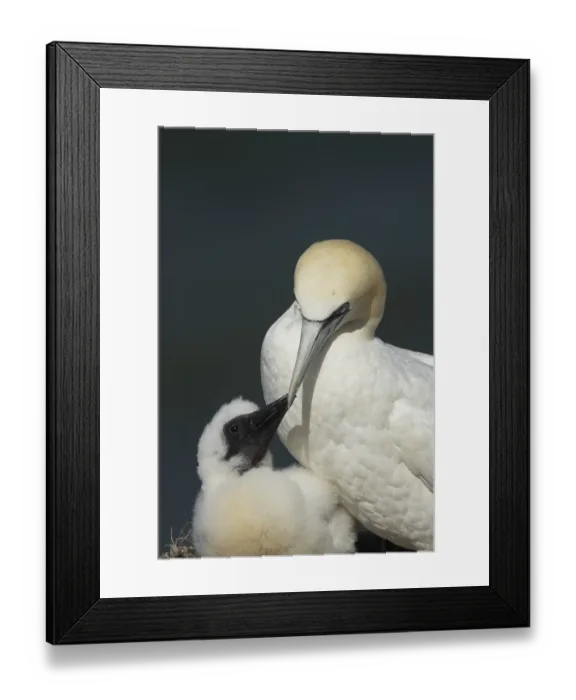 Framed Print : Northern gannet (Morus bassanus)